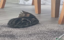 Mixed Breed cats for sale: ******s - Image 11