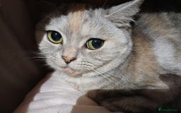 Mixed Breed cats for sale: Kitty - Image 2