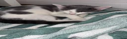 Domestic Shorthair cats for sale: Russian Blue x Domestic Shorthair Kittens - Advert 1
