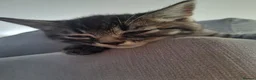 Maine Coon cats for sale: LAST MALE LEFT £120 - Advert 5