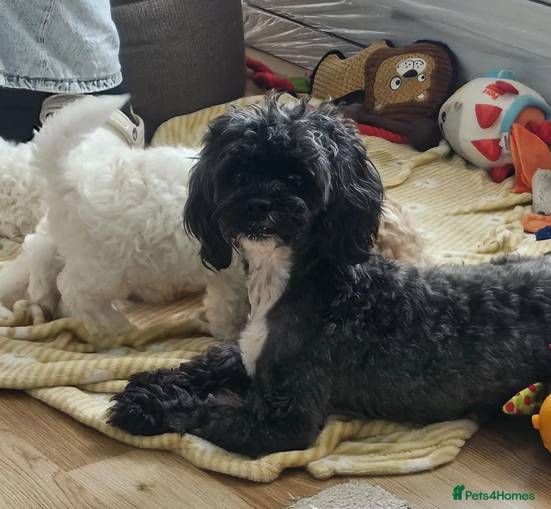 Shihpoo dogs for sale: ❤️Beautiful Shihpoo's❤️ - Advert 8