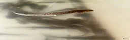 Axolotl reptiles for sale: Copper Axolotl babies For Sale - Advert 8