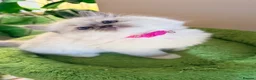 Ragdoll cats for sale: Beautiful fluffy TICA Ragdoll babies from champion - Advert 12