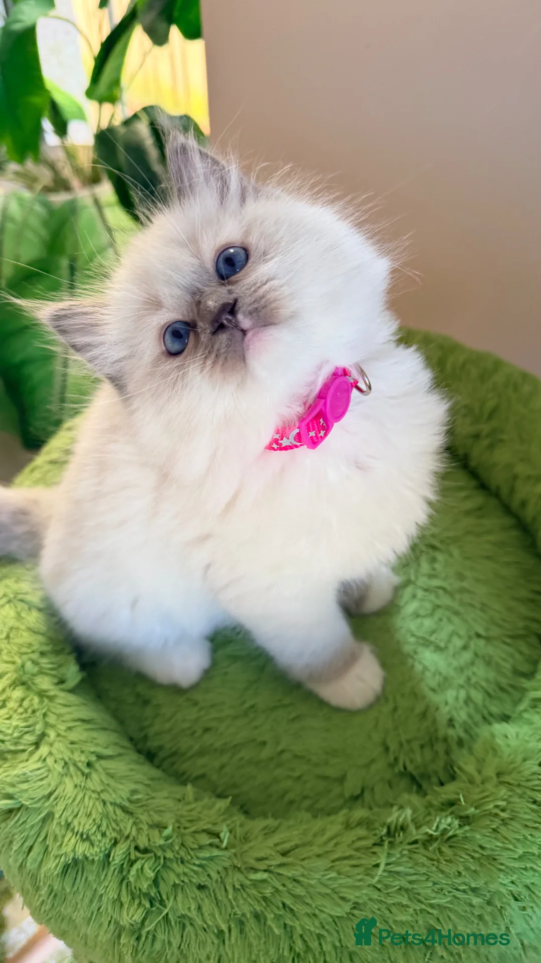 Ragdoll cats for sale: Beautiful fluffy TICA Ragdoll babies from champion - Advert 17