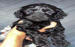 Cockapoo dogs for sale: Beautiful cockerpoo pups - Image 8