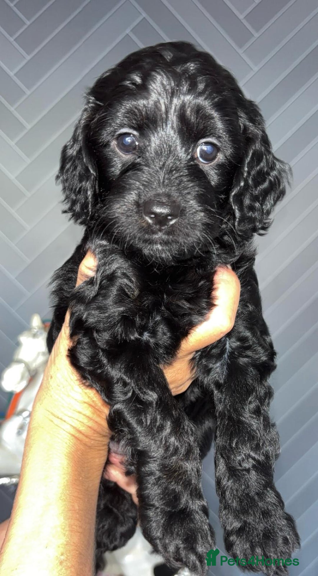 Cockapoo dogs for sale: Beautiful cockerpoo pups - Image 8