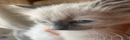 Ragdoll cats for sale: Adorable Ragdolls  - Advert 7