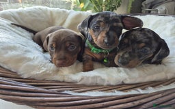 Miniature Dachshund dogs for sale: Stunning Pedigree Miniature Dachshund pups  - Image 12