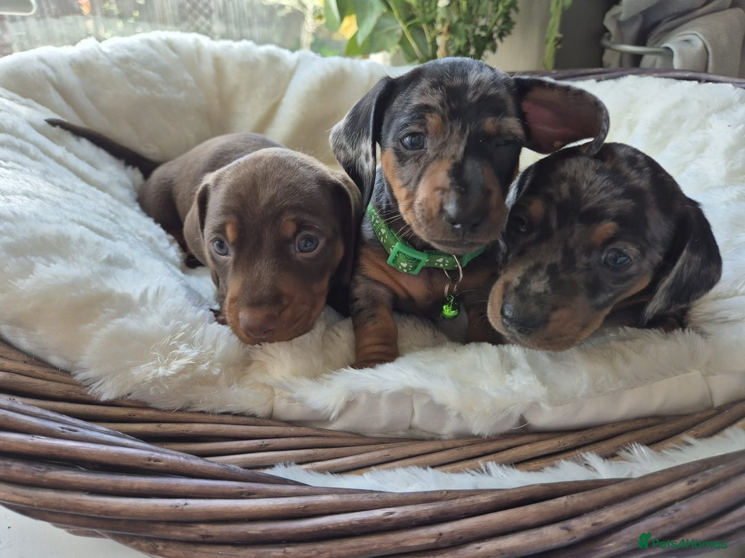 Miniature Dachshund dogs for sale: Stunning Pedigree Miniature Dachshund pups  - Image 12