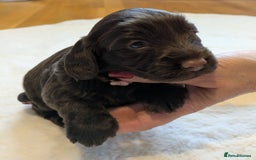 Cockapoo dogs for sale: F1 Cockapoo Chocolate Puppies - Image 3