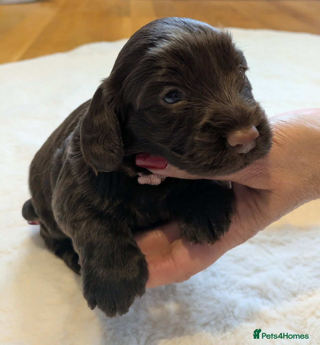Cockapoo dogs for sale: F1 Cockapoo Chocolate Puppies - Image 3