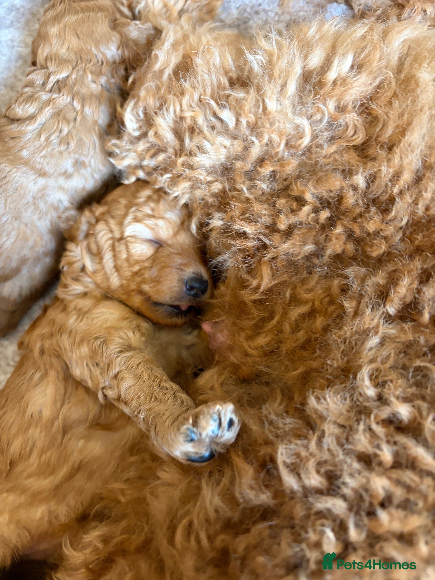 Mixed Breed dogs Toy Poodle  - Advert 1