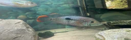 Other/Mixed Breed fish for sale: Electric Acaras, polar peacock, red&green terrors - Advert 2