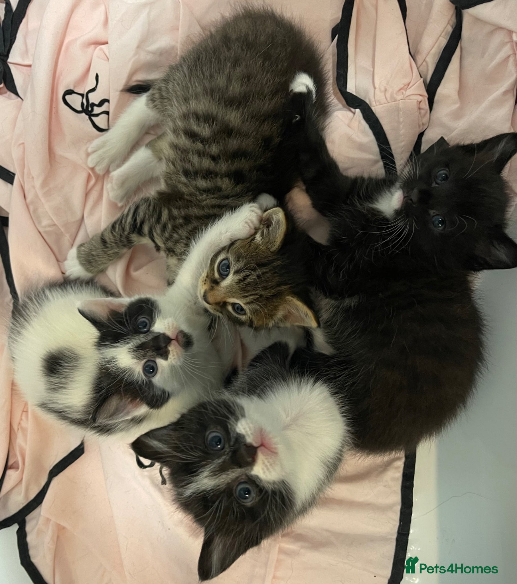 British Longhair cats 4 adorable & super fluffy British longhair kittens - Advert 5