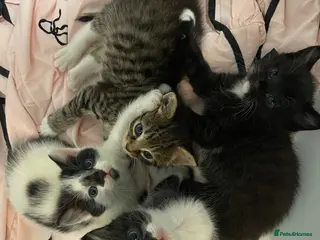 British Longhair cats 4 adorable & super fluffy British longhair kittens - Advert 5