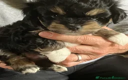 Mixed Breed dogs for sale: Tiny Havanese/Korean Maltese. Ready now  - Image 1