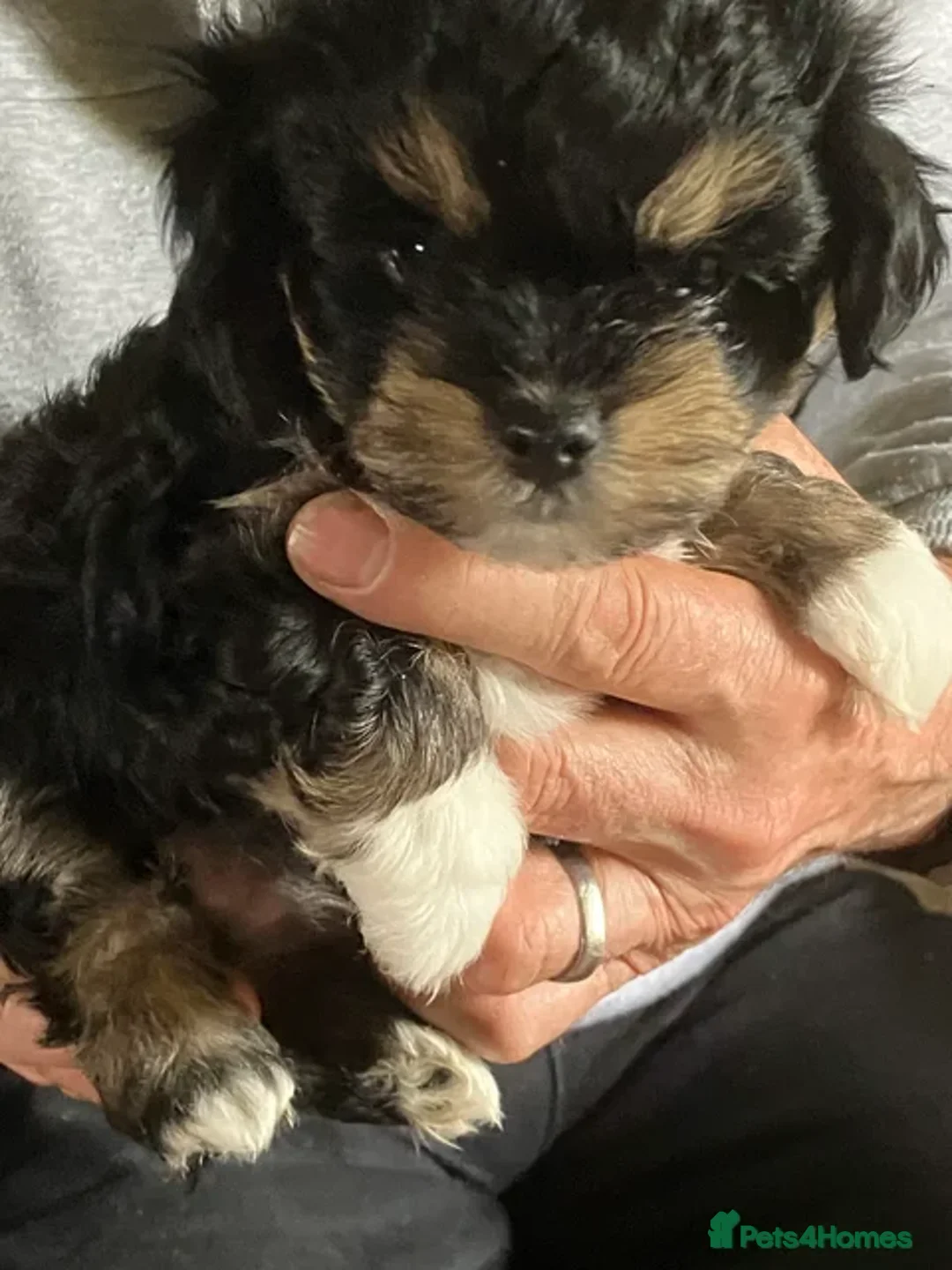 Mixed Breed dogs for sale: Tiny Havanese/Korean Maltese. Ready now  - Image 1
