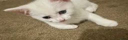 Mixed Breed cats for sale: White/black beautiful kittens - Advert 2