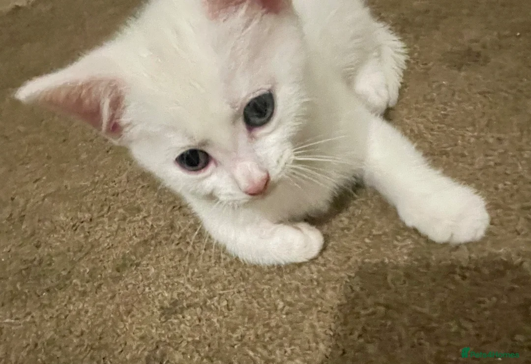 Mixed Breed cats for sale: White/black beautiful kittens - Advert 2