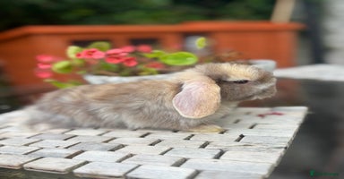 Mini Lop rabbits - Advert 10