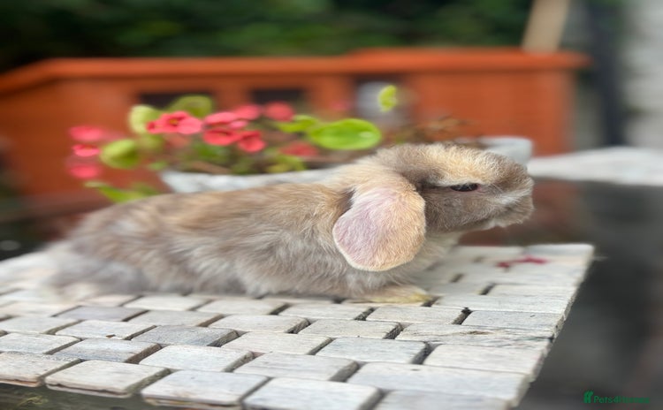 Mini Lop rabbits - Advert 1