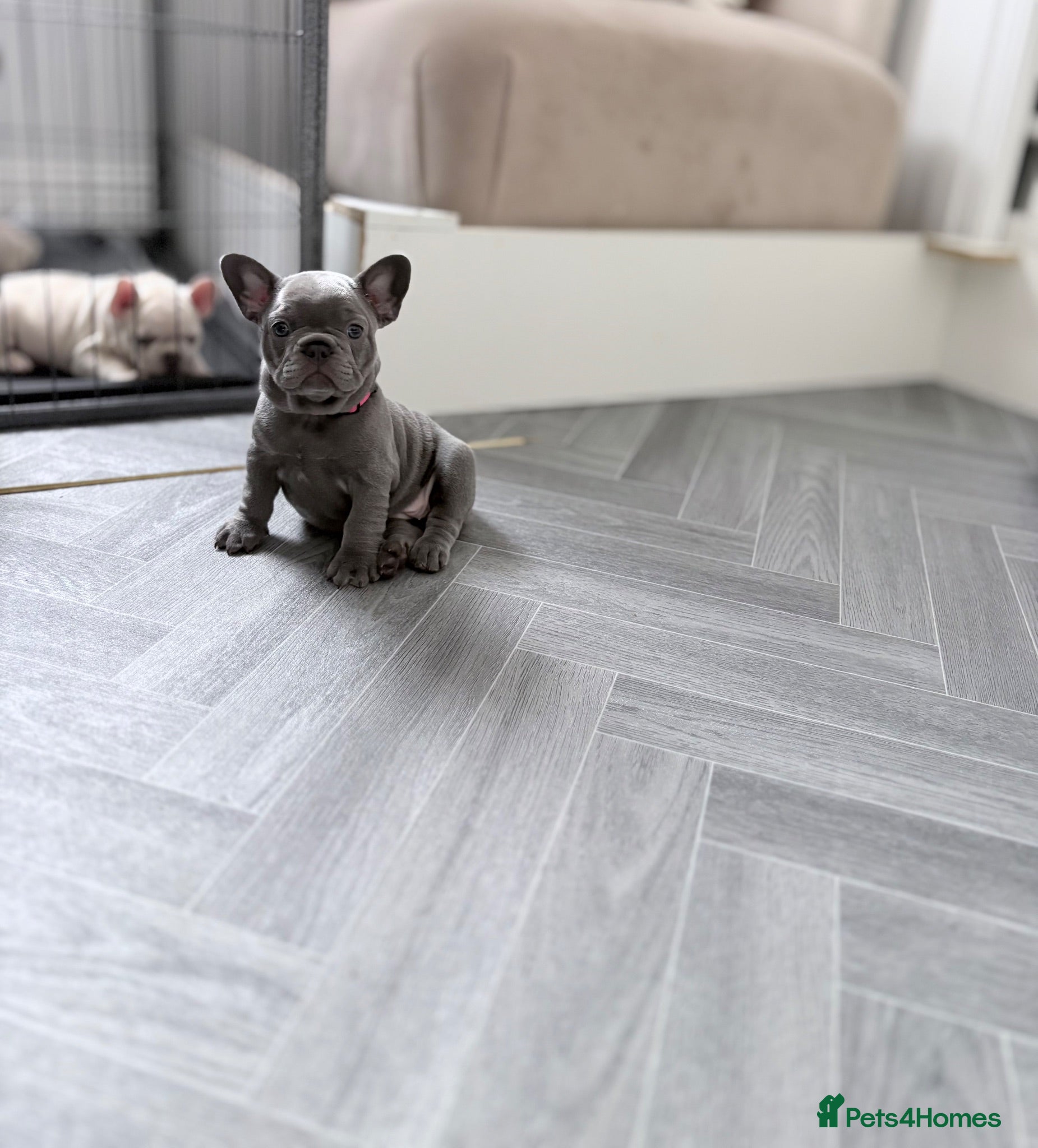 French Bulldog dogs French bulldog  - Advert 2