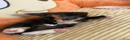 Domestic Shorthair cats for sale: Adorable Kittens Looking for Loving Homes in Willenhall - Advert 13