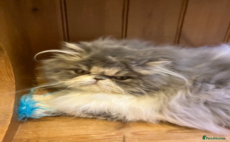 Persian cats - Advert 1
