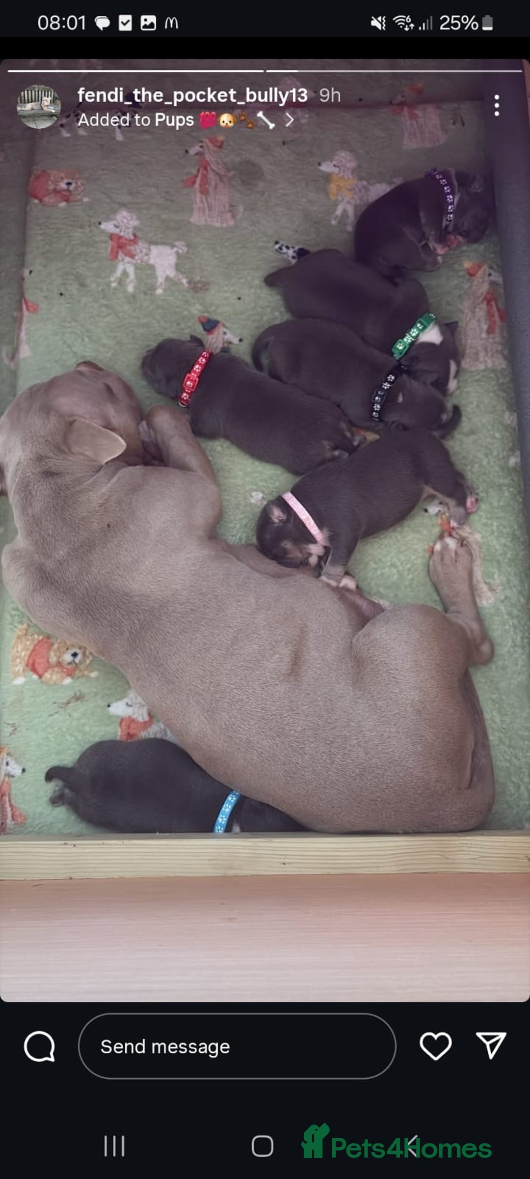 American Bully dogs for sale: American pocket bully’s  - Image 2