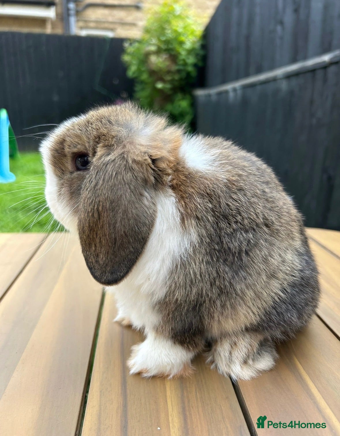 Mini Lop rabbits Mini lop girl - Advert 12