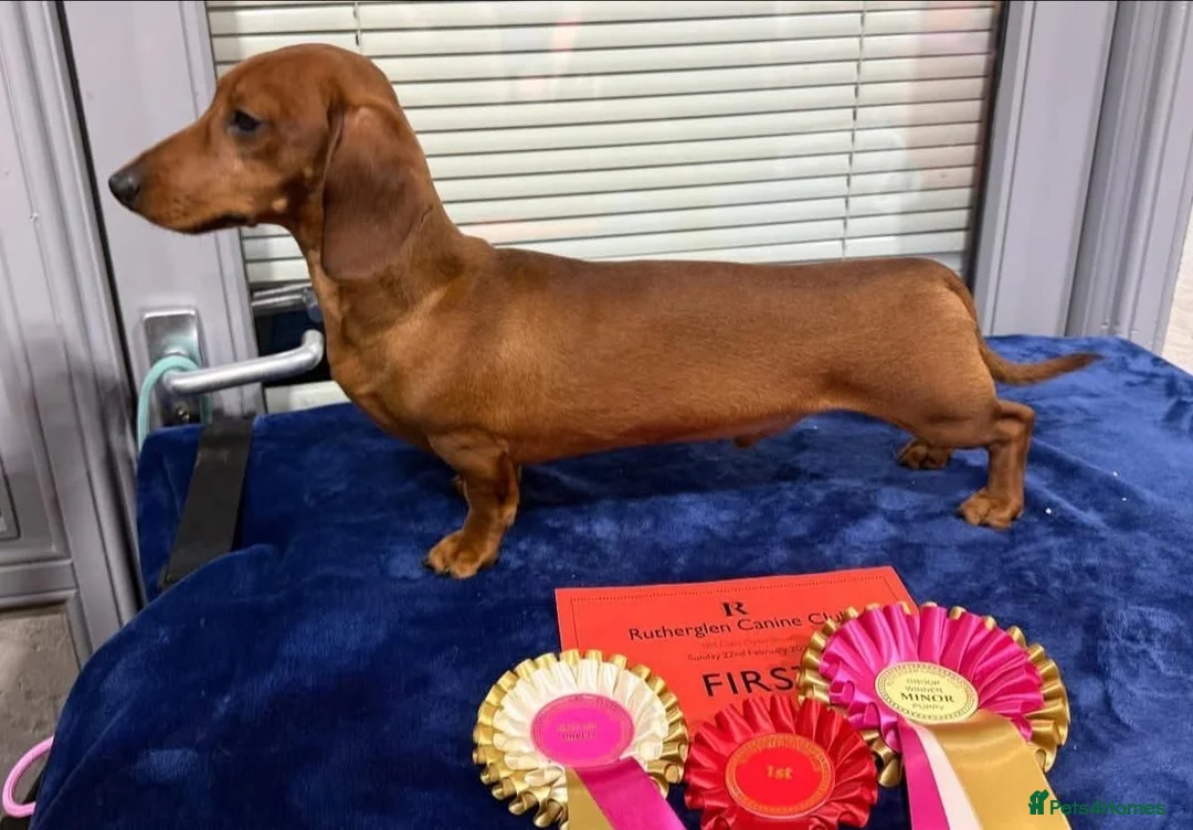 Miniature Dachshund dogs for stud: CH Sired, Crufts Winning Red Mini Smooth Stud - Advert 2