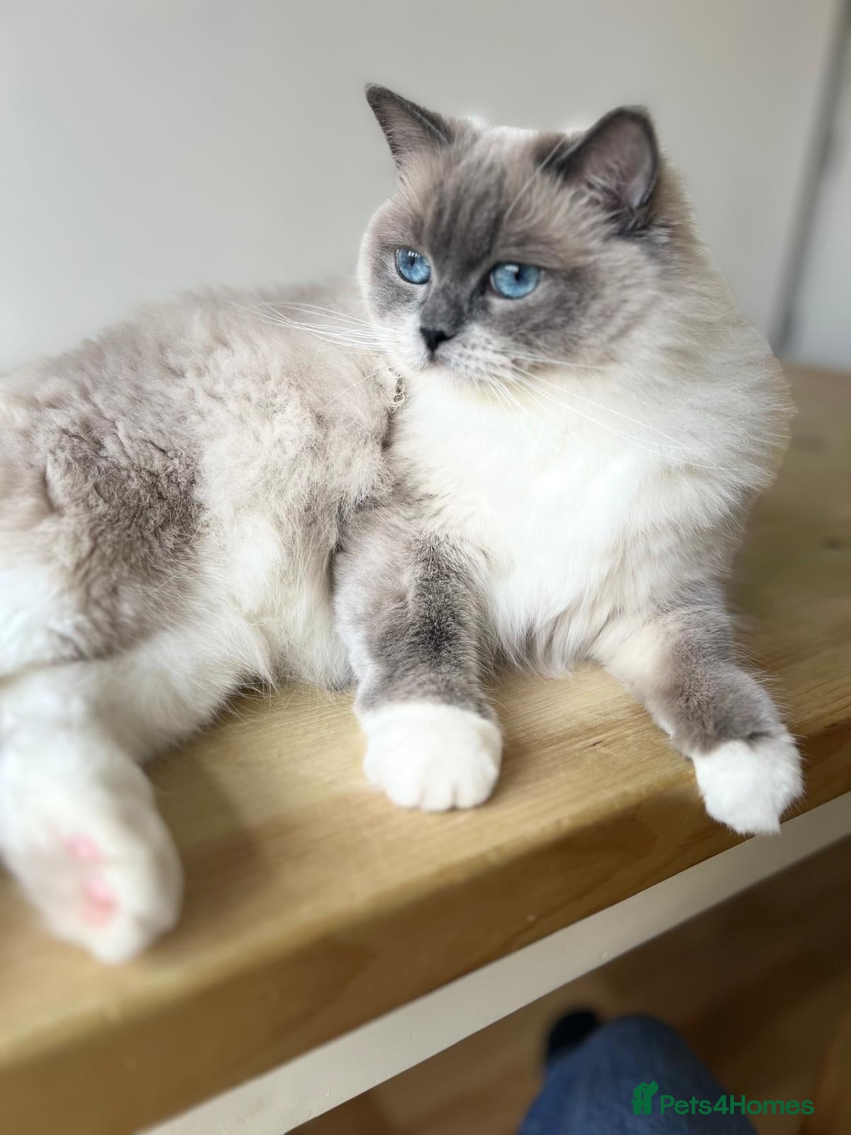 Ragdoll cats Beautiful Gentle 2-Year-Old Ragdoll  - Advert 1