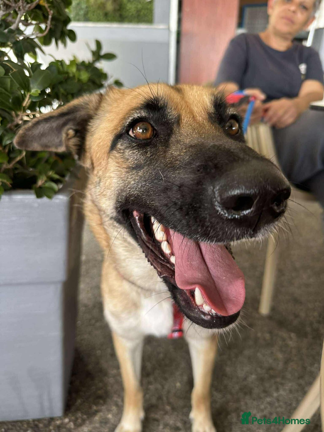 Mixed Breed dogs for adoption: Lydia the swettest fire survivor - Advert 4