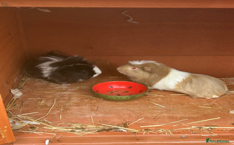 Guinea Pig rodents - Advert 1