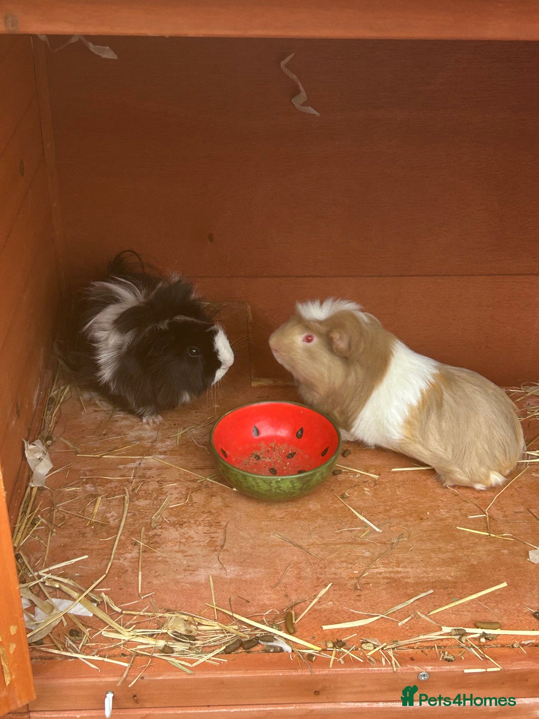 Guinea Pig rodents for sale: 2 male guinea pigs for sale  - Image 1