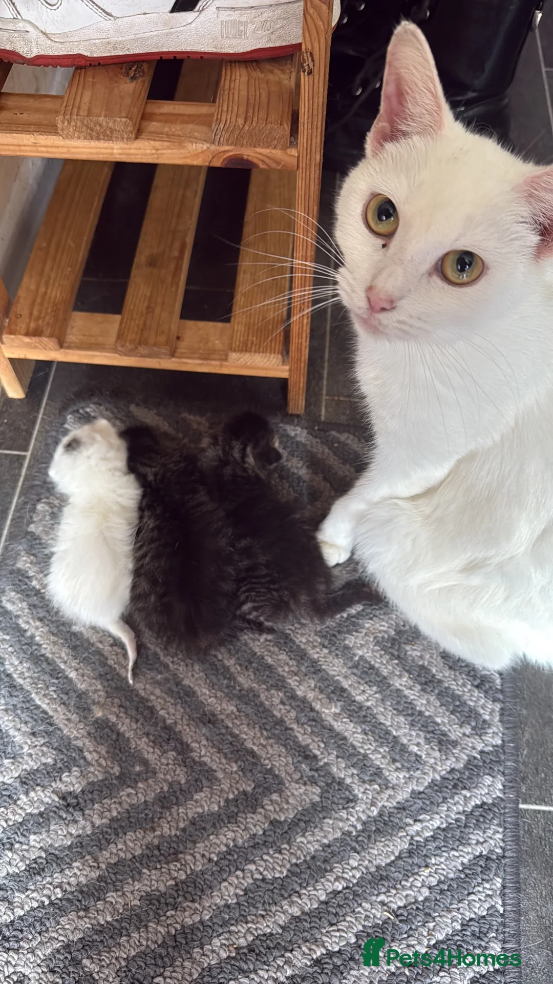 Mixed Breed cats for sale: Gorgeous kittens for sale ready now.  - Advert 9