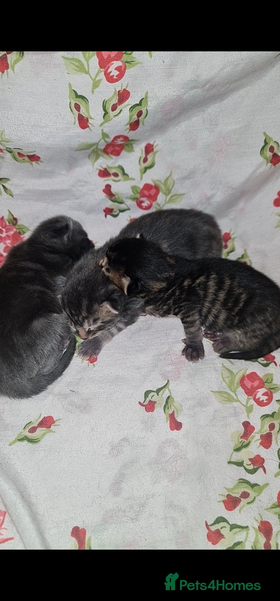 Mixed Breed cats Beautiful kittens for sale  - Advert 3