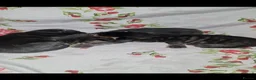Mixed Breed cats for sale: Beautiful kittens for sale  in Walsall - Advert 1
