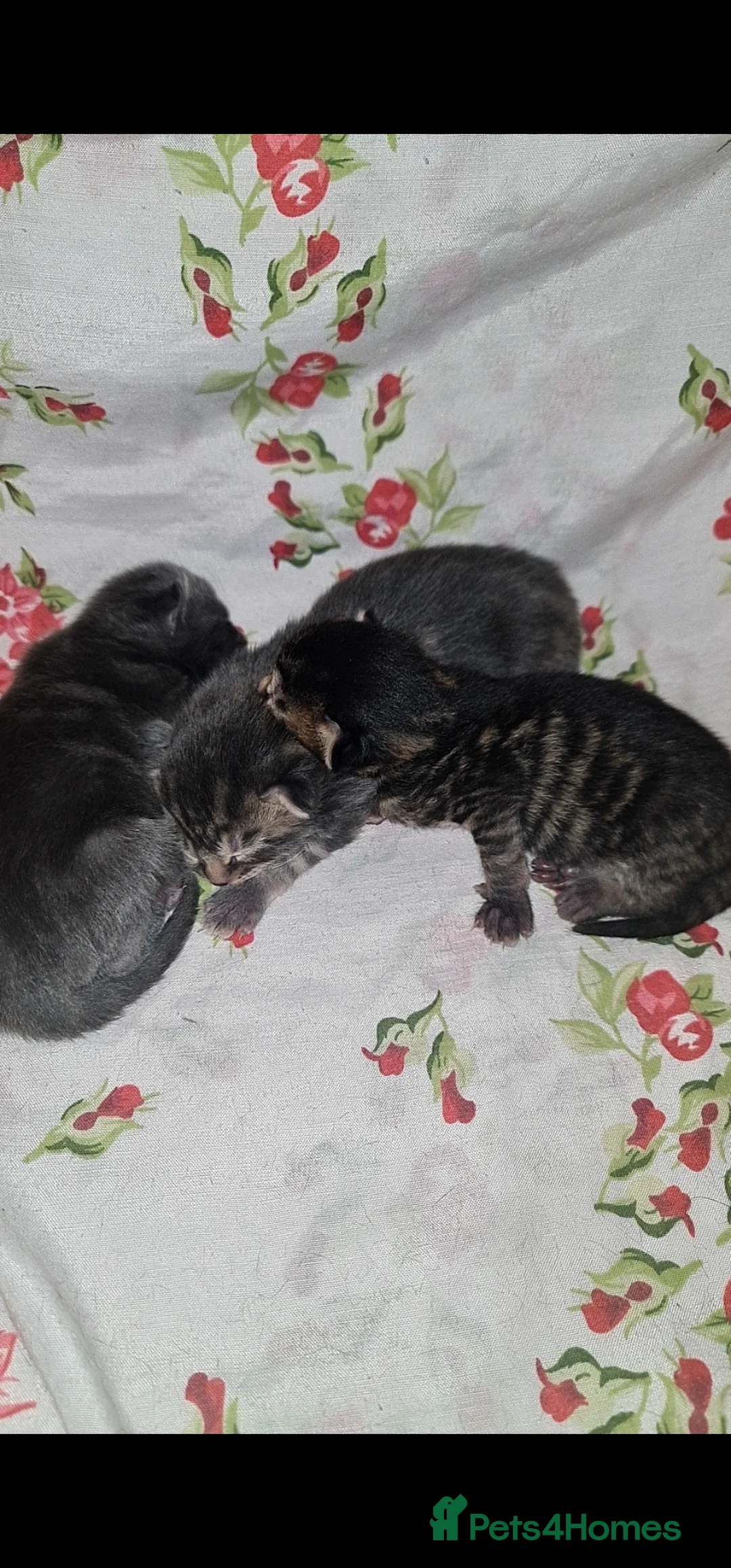 Mixed Breed cats for sale: Beautiful kittens for sale  in Walsall - Advert 1