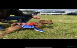 Lakeland Terrier dogs for sale: Red Lakeland terrier bitch - Image 4
