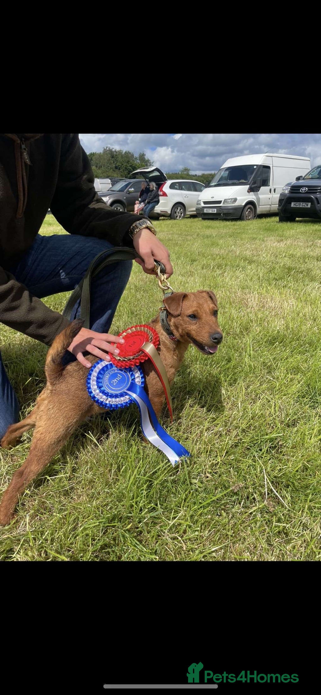 Lakeland Terrier dogs for sale: Red Lakeland terrier bitch - Image 4