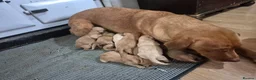 Labrador Retriever dogs for sale: 🐾 Labrador Puppies – Fox Red & Golden 🐾 - Advert 11