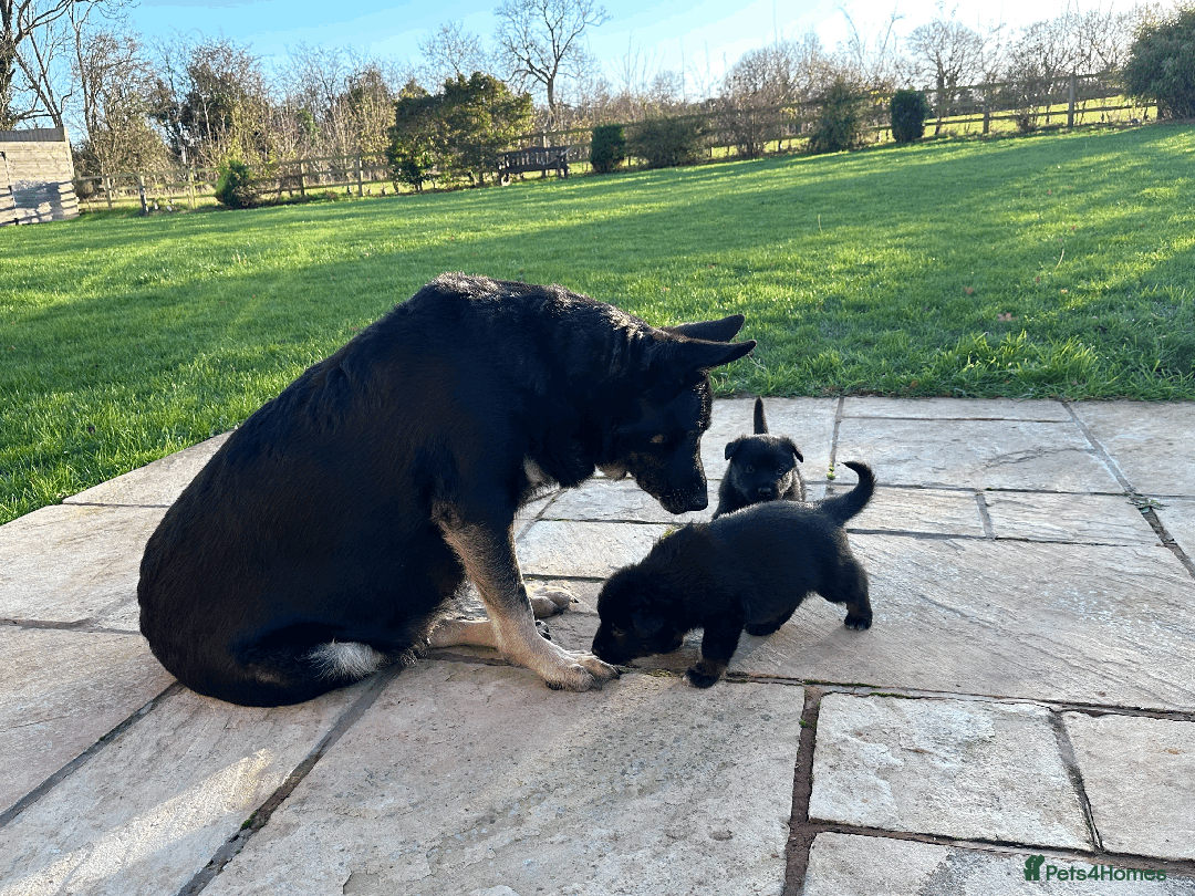 German Shepherd dogs for sale: FIVE EXCLUSIVE GSD PUPS, HOME RARED AND BRED. - Advert 25