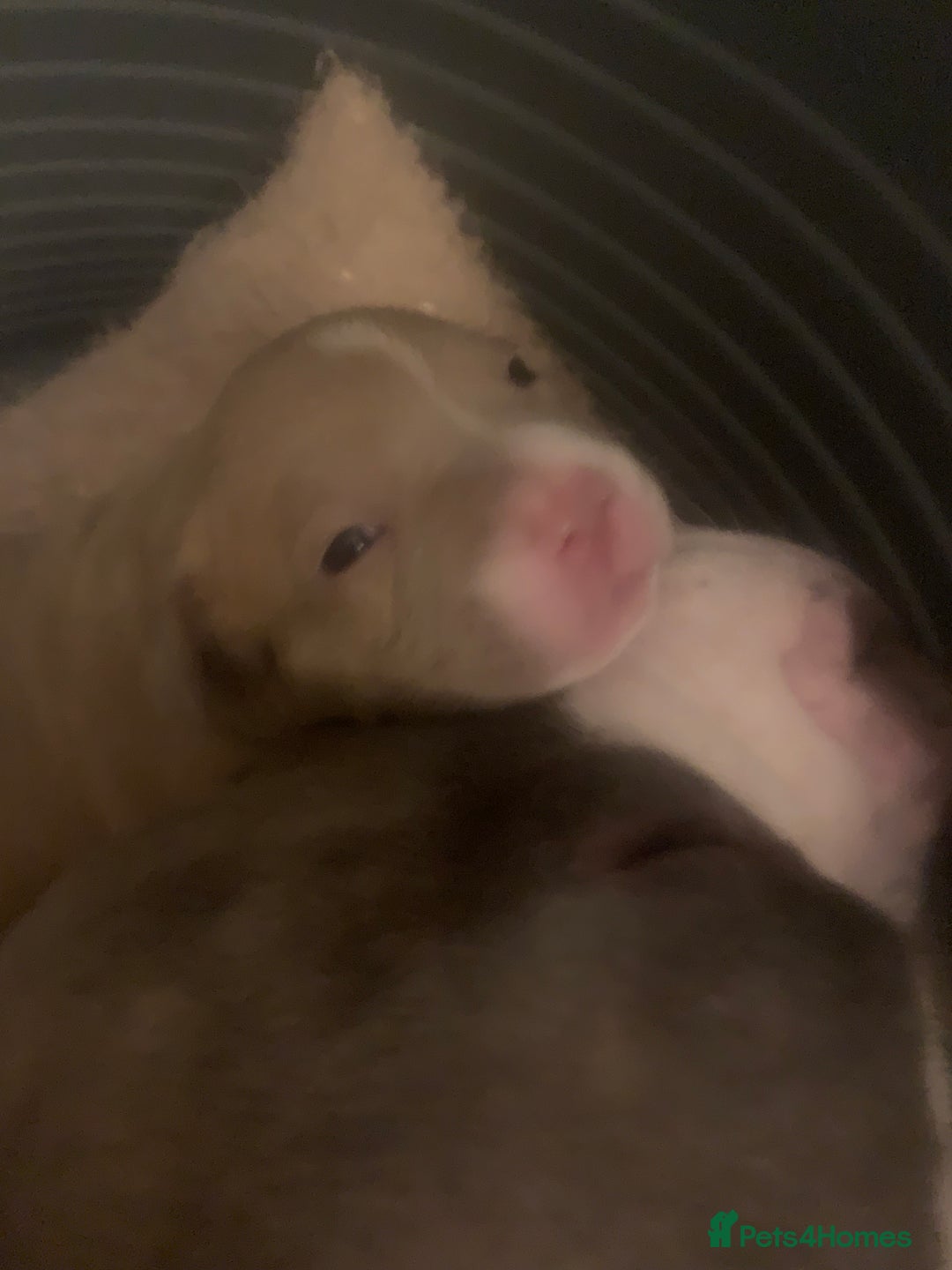 Mixed Breed dogs for sale: Staffies X pocket bully’s  - Image 11