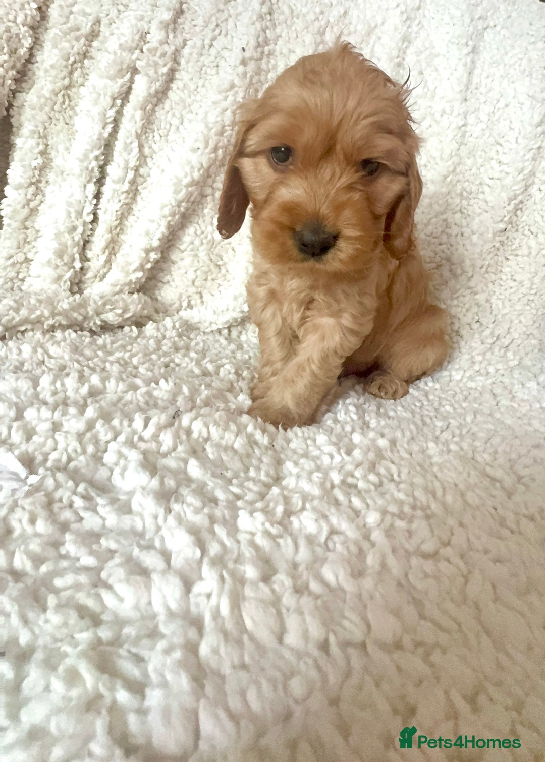 Cocker Spaniel dogs for sale: Show cocker spaniel pups ready 4th November  - Image 35