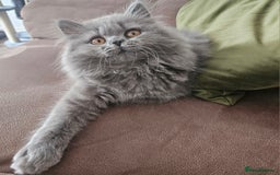 British Longhair cats for sale: Gorgeous GCCF long-haired British girl  - Image 2