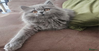 British Longhair cats - Advert 2