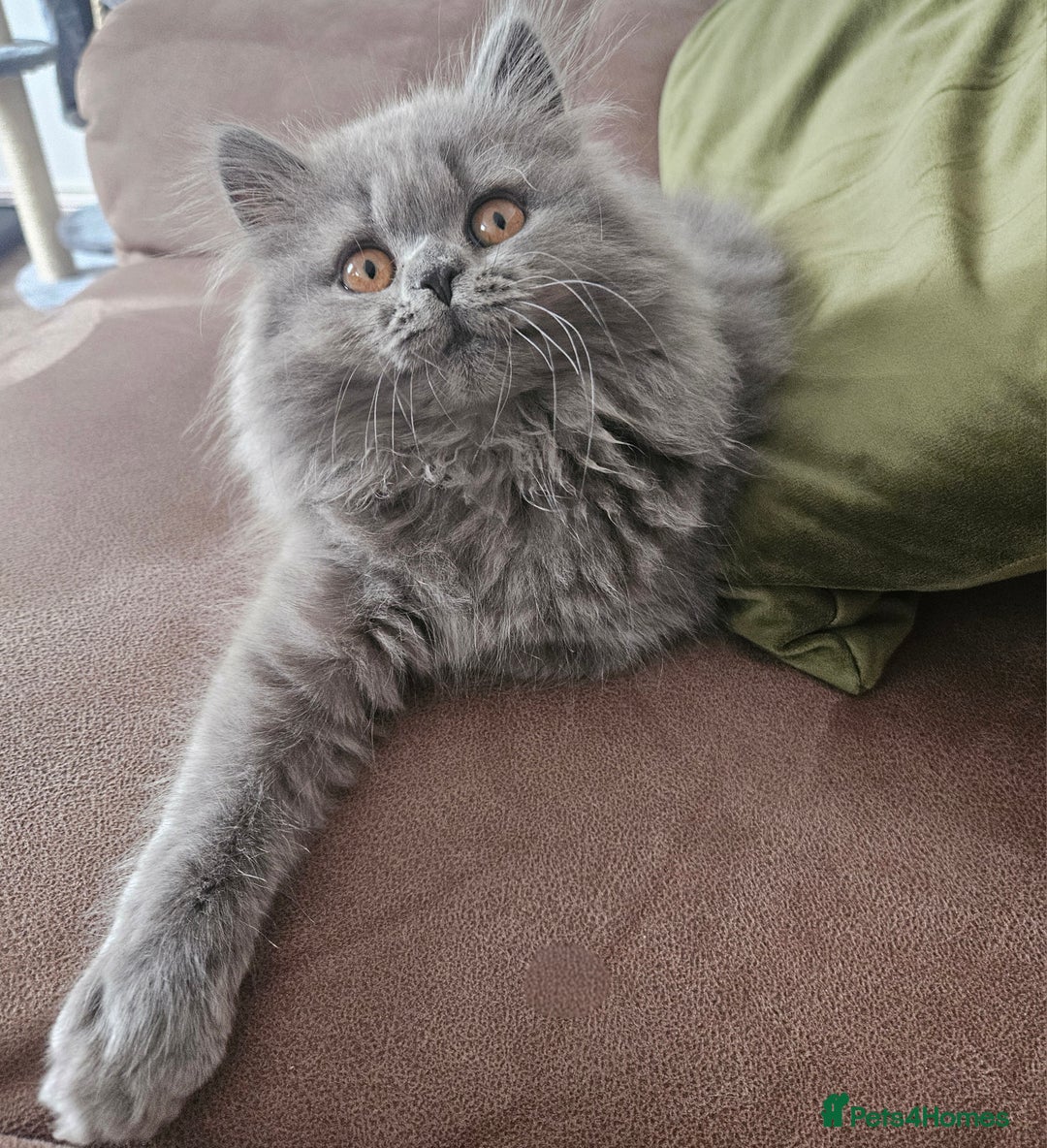 British Longhair cats for sale: Gorgeous GCCF long-haired British girl  - Image 2