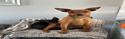 Miniature Pinscher dogs for sale: Loving Homes Wanted for Two Miniature Pinschers - Advert 1