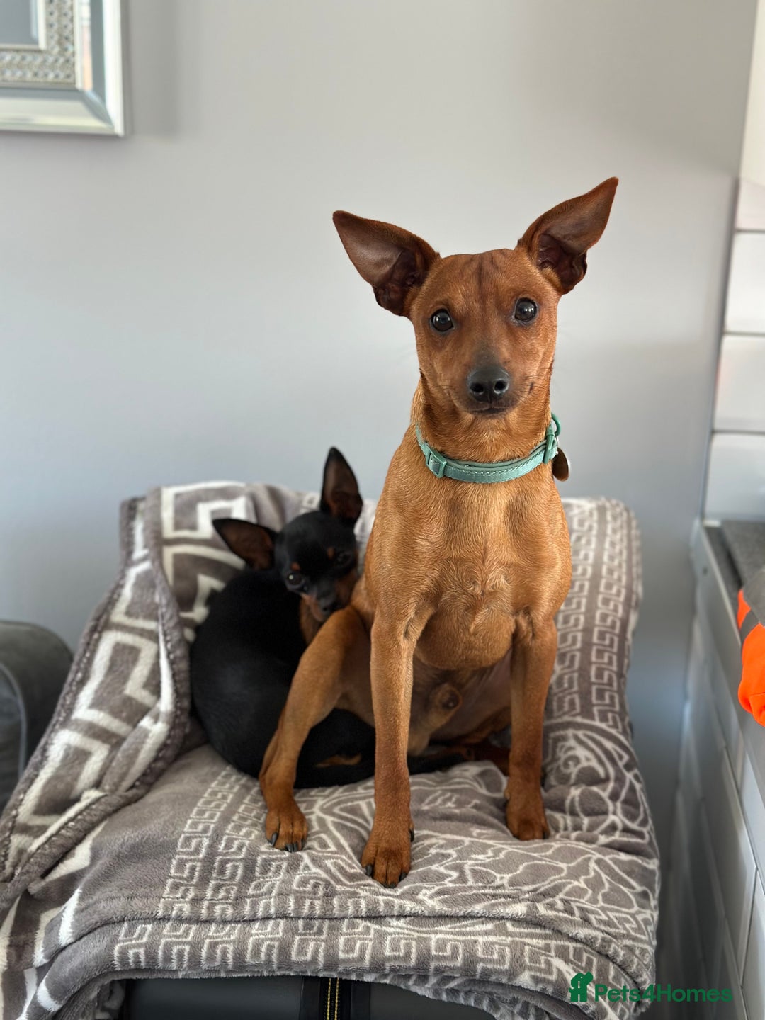 Miniature Pinscher dogs for sale: Loving Homes Wanted for Two Miniature Pinschers - Advert 1